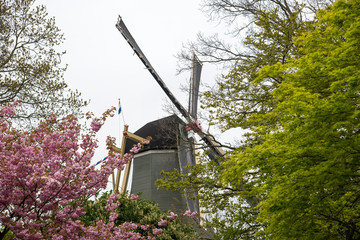 Traditional Dutch windmills with vibrant tulips, The Netherlands