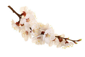 Branch with apricot flowers isolated on white background. Top view. Flat lay