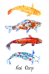 Koi carp collection, isolated on white hand painted watercolor illustration with handwritten inscription