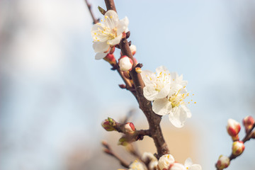 Flowers of a blossoming apricot.