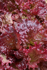 Spring vegetable. Red lettuce plant growing in the garden. Background