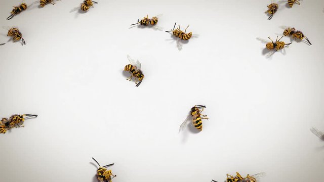 Dead wasps on white background, looping animation