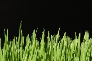 Fototapeta na wymiar Green wheat grass with water drops on black background