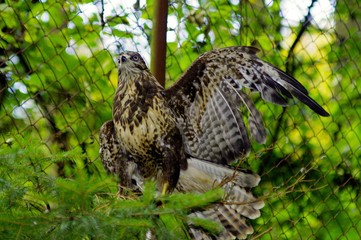 Eurasian buzzard - K&aacute;ně Lesn&iacute;