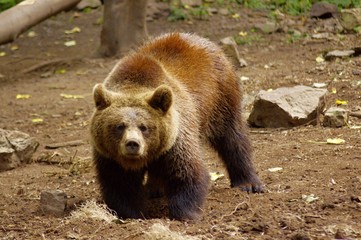 Obraz premium Brown Bear - Medvěd Hnědý