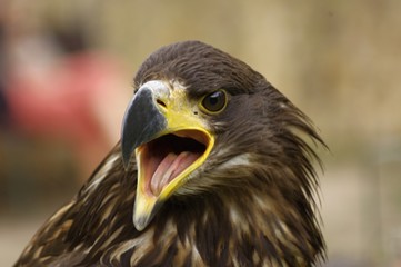 Golden Eagle - Orel Sklaní