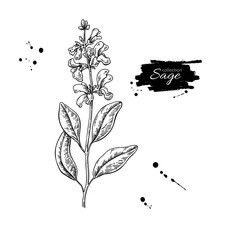 Sage vector drawing. Isolated plant with flower and leaves.