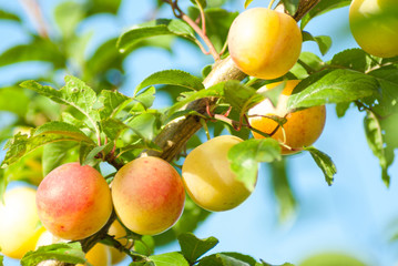 Apples on the tree