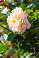 Beautiful pink rose