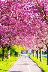 Kirschblüte - Sakura mit Radweg