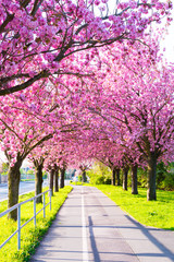 Kirschblüte - Sakura mit Radweg