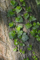 efeu an baumrinde