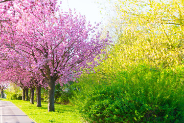 Naklejka premium Kirschblüte - Sakura