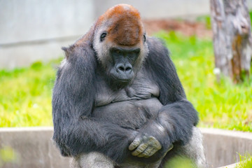 静かに座るゴリラ
