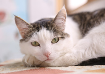 serene quiet cat napping after dinner close up photo