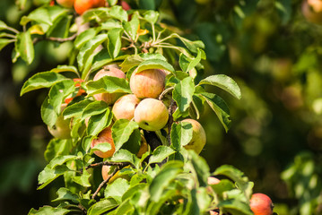 Apples on the tree
