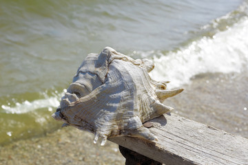 large sea shell