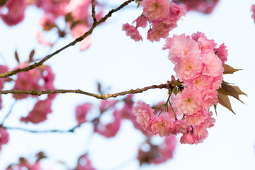 Kirschblüte - Sakura