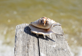 large sea shell