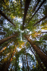 Fototapeta premium Upward view of redwood trees in Rotorua, New Zealand. 