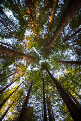 Upward view of redwood trees in Rotorua, New Zealand. 