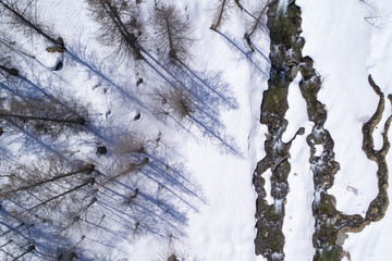 Fototapeta premium Aerial view of a small mountain stream flowing in the snow at spring in a sparse larch forest