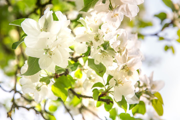 spring, Apple blossom