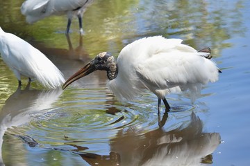 Wading Wood Stork