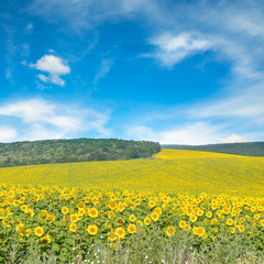 Sunflower field and blue sky.