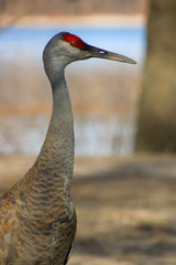 Sandhill Crane in Michigan during Spring