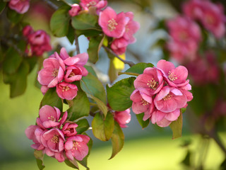 Obraz premium Flowers of an apple-tree of Nedzvetsky