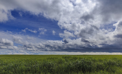 Riot of fresh spring grass and clouds