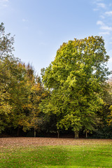 Colourful autumn trees with beautiful leaves