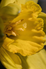 spring flower at sunny day closeup 