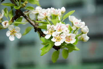 Blüten der Birne mit Regentropfen