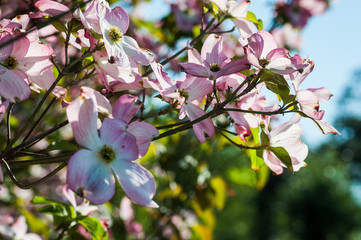 fiori rosa e bianchi