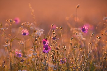 Meadow in late sunlight