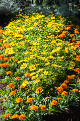 fiori multicolori in un giardino