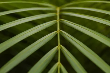 Crédence de cuisine en verre imprimé Palmier An exotic Areca palm plant leaves close-up picture