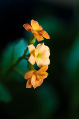 Fototapeta premium orangene blume