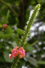 Porterweed (Stachytarpheta jamaicensis) in tropical Costa Rica.
