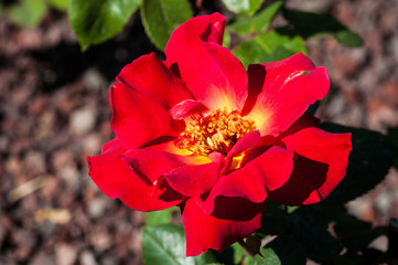 fiore rosso nel giardino