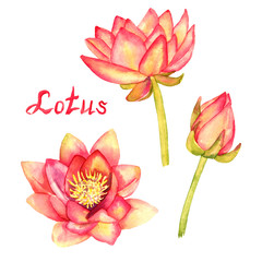 Lotus flowers and buds collection, isolated on white hand painted watercolor illustration with handwritten inscription