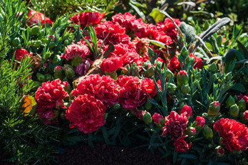 Cespuglio di fiori rossi