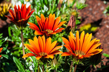 Fiori arancio