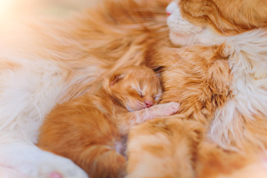 Red-haired mother of a cat with a small kitten.