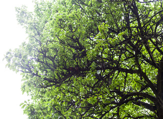 Pear tree with unripe pears in a sunny day