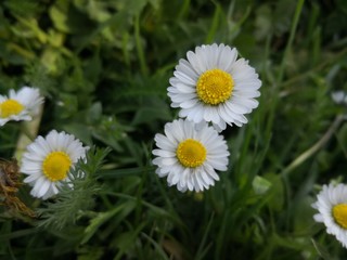 Obraz premium Blumen