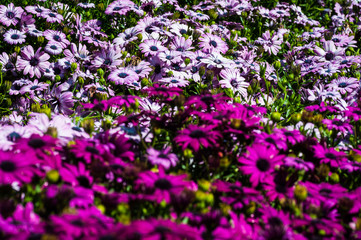 Naklejka premium Fiore astro rosa viola simile margherita