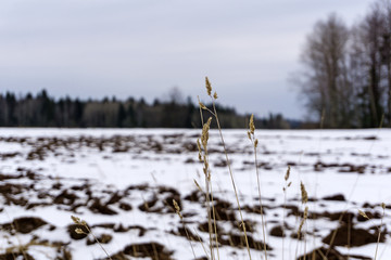 autumn blurry plowed field, covered by the first snow, in the foreground - spikelets of dry grass...